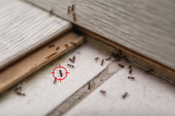 Best Emergency Pest Control  in Hettinger, ND