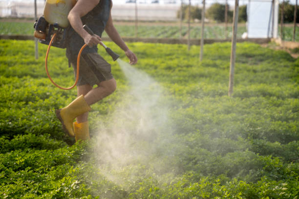Reliable Hettinger, ND Pest Control Solutions