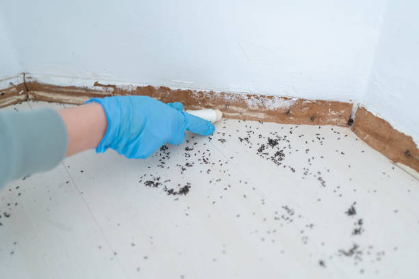 Wasp Removal Services in Hettinger, ND